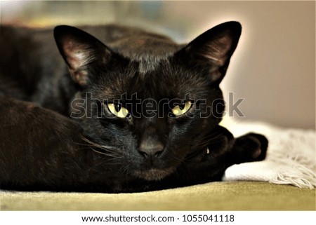 Black cat relaxing on the paws
