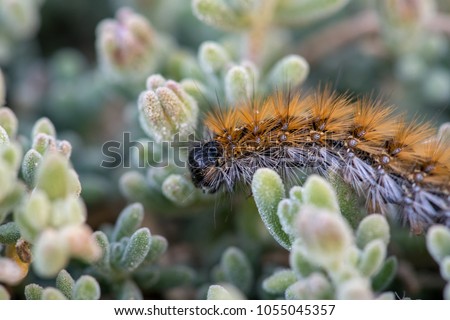 These Caterpillars are called 'March' caterpillar because they are found in their tent like nests in Cyprus throughout March and sometimes February. It is an endemic species to Cyprus 