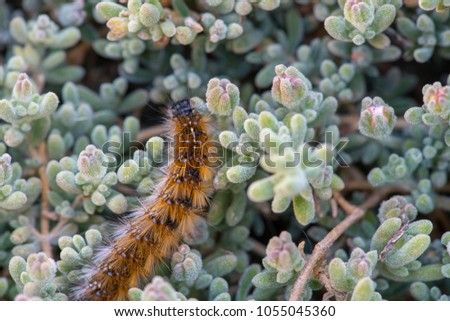 These Caterpillars are called 'March' caterpillar because they are found in their tent like nests in Cyprus throughout March and sometimes February. It is an endemic species to Cyprus 