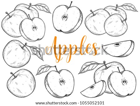 Apple fruit vector set. Engraved organic food hand drawn sketch engraving illustration. Black white apple isolated on white background. Royalty-Free Stock Photo #1055052101