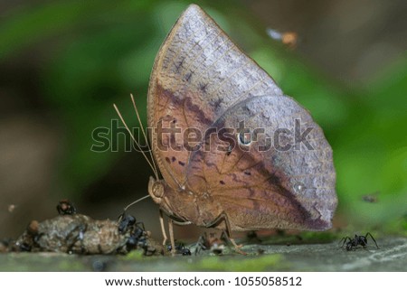 Nature Macro Image of beautiful Butterfly of Borneo, Butterfly image Suitable for wallpaper use