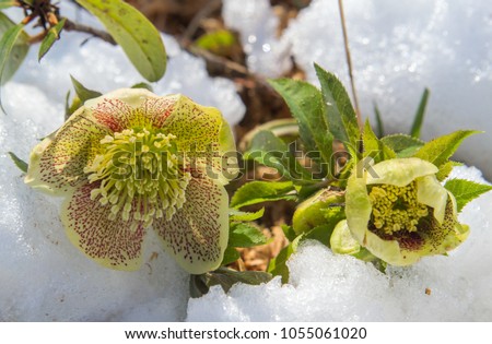 Christmas Rose Helleborus blossoms in the snow in early spring. Close up. Beautiful winter-flowering plant. Royalty-Free Stock Photo #1055061020