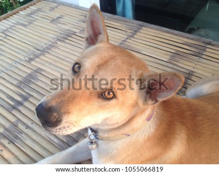 Brown dog on bamboo table.