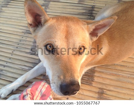 Love eyes of brown Thai dog.