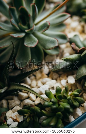 Top view of wooden box of flowering echeveria, sedum succulent plants, decoration gift idea. Rectangular arrangement of succulents; cactus succulents in a planter