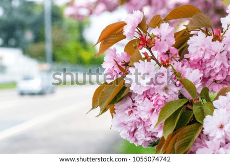 Spring flowering pink cherry blossoms along the german road