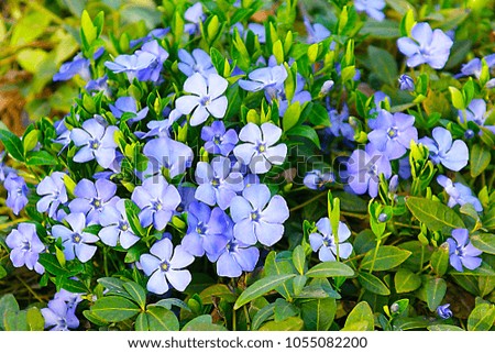 blue vinca flowers illuminated by the spring sun