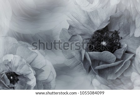 Floral  white-gray beautiful background.  Flower composition. Flowers of poppies on petals and on a blurred background.  Nature.  