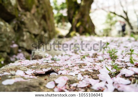 HIMEJI, JAPAN - April, 2017. 
Cherry blossom petals on the ground in the park