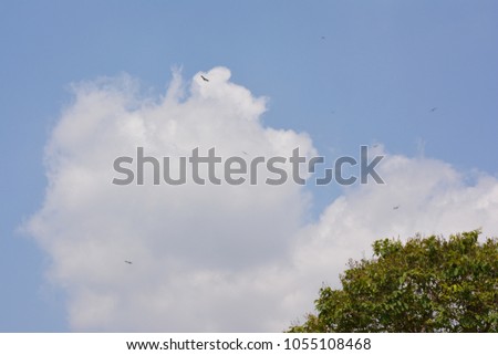 The sky with many flying birds has leaves in the right angle.