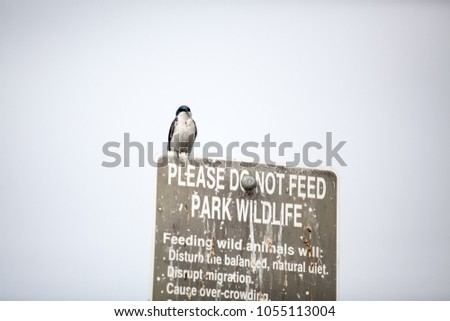 Please Do Not Feed the Animals Sign. A bird stands on it.