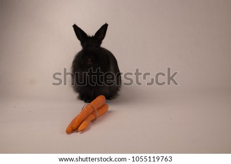 Bunny with cartos with a white background 