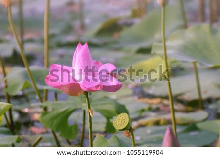 beautiful pink lotus flowers or waterlily in pond