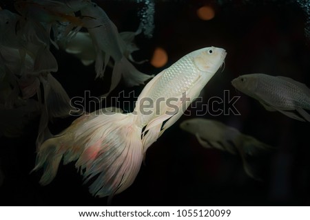 Platinum White Freshwater Angelfish "Pterophyllum scalare" Is the most common species of Pterophyllum kept in aquarium, native from Amazon, Peru 