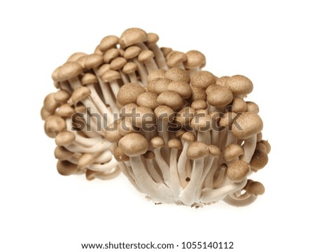 fresh beech mushroom .