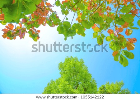 Colorful leaves blue sky background, Autumn Trees Leaves in vintage color.