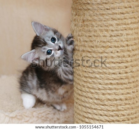 A cute gray kitten sharpens his claws. Long-haired breed of cats. Home life of pets