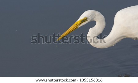 Eastern Great Egret. Bird catching fish.