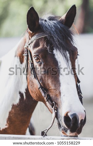 Brown horse, living in a farm for a travel to the pictures , soft focus , blurred.