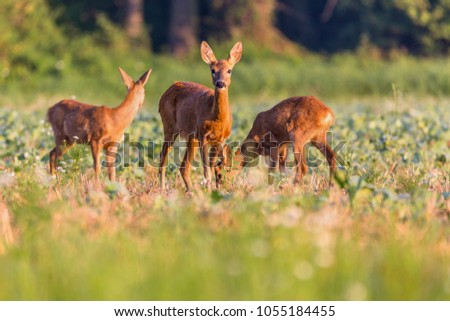 Capreolus capreolus,  Roe Deers walking on the agricultural field. Wildlife animals. Europe, Slovakia.