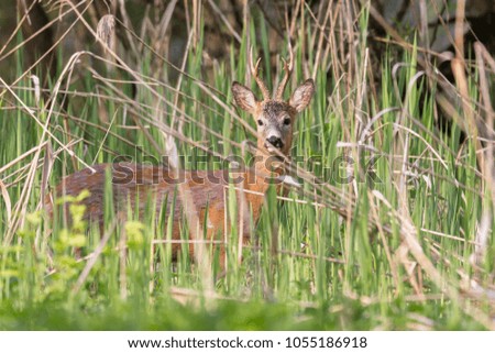 Capreolus capreolus - roe deer, beautiful male standing in reeds. Beautiful young male antlers. Wildlife scenery, Slovakia, Europe.