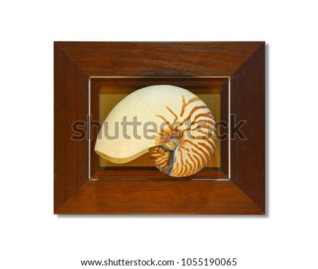 Nautilus wooden frame ornament