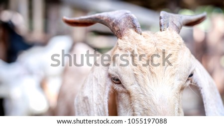goat in farm background in thailand.