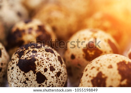 Close-up of quail eggs with low depth of field. Toned. Background