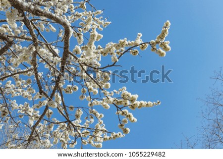Cherry blossoms like pure white snow
