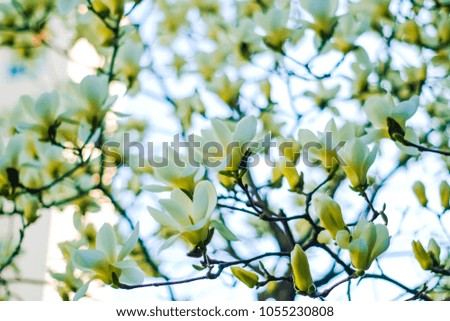 Beautiful white magnolia flowers are blooming during spring season in South Korea.