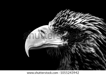 sea eagle portrait in black and white