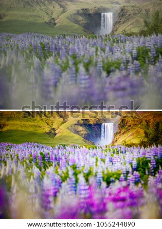 Beautiful view of vivid lupine flowers. Location Skogafoss waterfall, Skoga, Iceland, Europe. Wonderful nature landscape. Spring scene. Images before and after. Original or retouch. Beauty of earth.