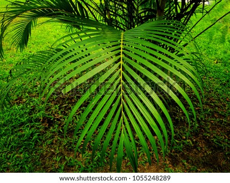 Coconut green leaf background 