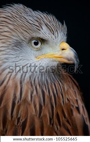 Profile of a red kite on black background