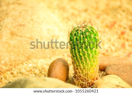 Close up of Echinofossulocactus in desert garden.