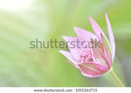 Beautiful wild flower in sunset on nature background
