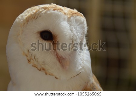 Beautiful owl in Malta