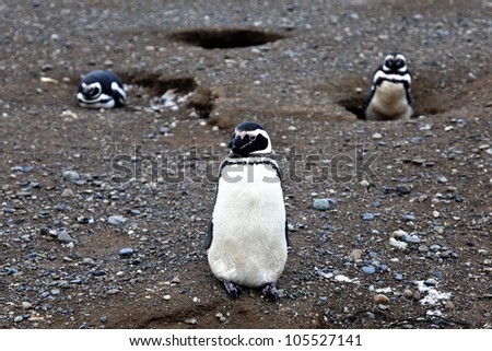 Magellanic penguin looking elegant
