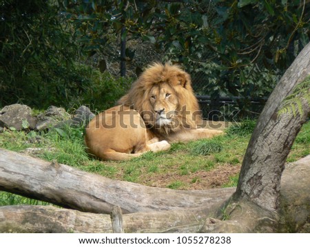 Lion lying down on grass with trees