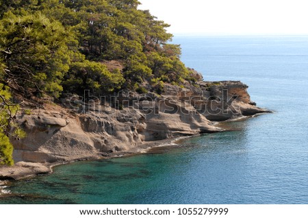 Coniferous trees on the rocks by the sea