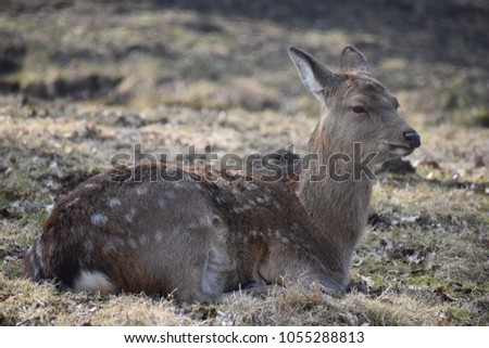 Closeup of majestic roe deer is lying on a green meadow in Kassel, Germany