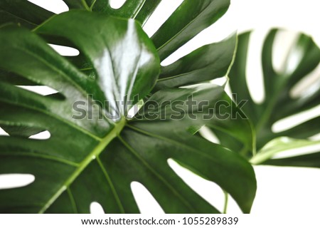 Close up of monstera leaves in vase at home or studio with white background and depth of field. Minimalistic still life 