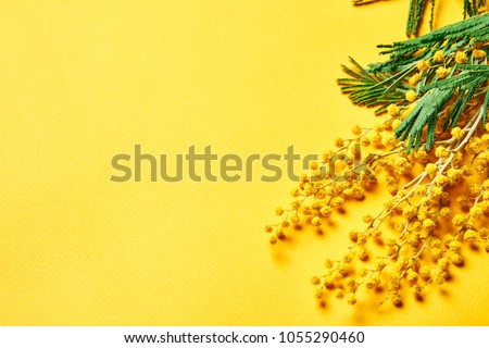 yellow willow on a beautiful holiday                              