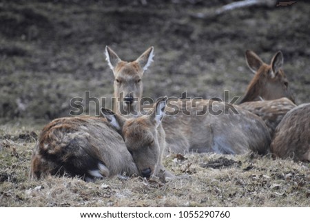 Closeup of majestic roe deers  are lying on a green meadow in Kassel, Germany