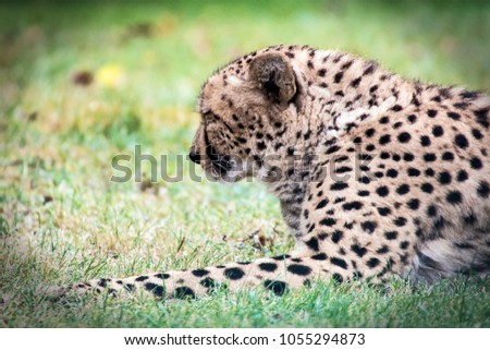portrait of a cheetah lying in the grass