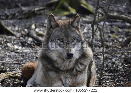 Beautiful portrait of a wild wolf in a forest in Germany