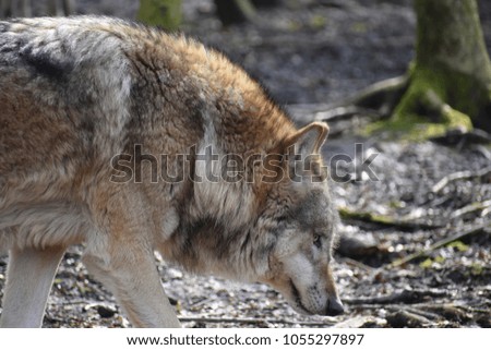 Beautiful closeup of a wild wolf in a forest in Germany