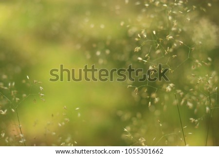 Detailed Abstract Meadow Grass Background .IMacro Closeup, Large Detailed Pattern