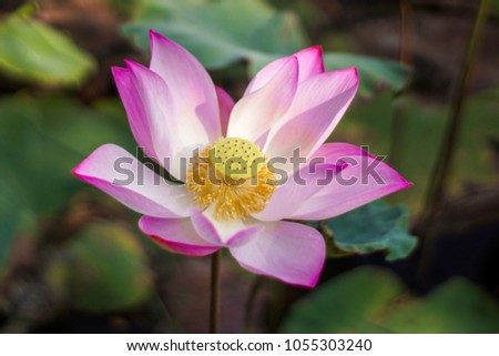 Closeup pink lotus with leaf background