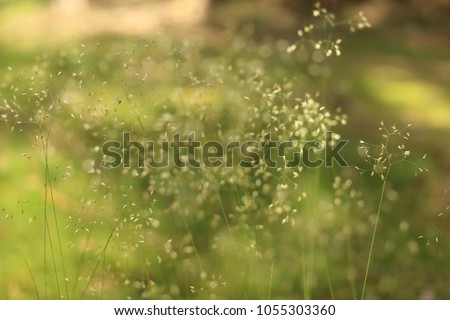 Detailed Abstract Meadow Grass Background .IMacro Closeup, Large Detailed Pattern